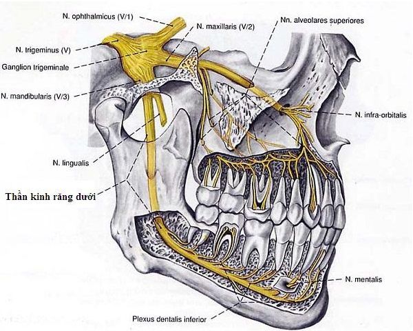 tai-sao-nho-rang-khon-lai-nguy-hiem-2
